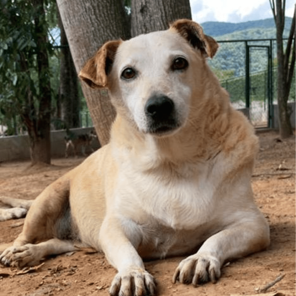 Cachorro de pelos brancos aparece deitado em terreno.