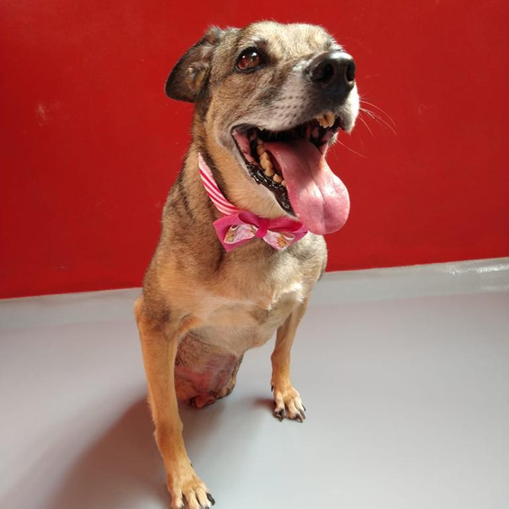 Projeto – Cãodeirante (Divulgação) (15) Com parede de fundo vermelho, imagem mostra cachorro de pelos claros e lenço no pescoço.