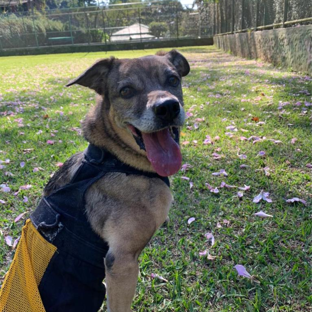 Cachorro de pelo misto em gramado olha para a câmera com a língua para fora.