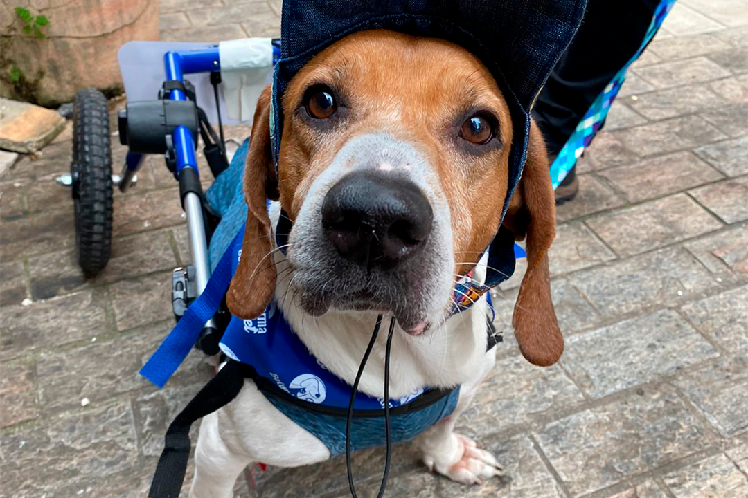 Foto exibe cachorro com boné e rodinhas traseiras olhando para a câmera.