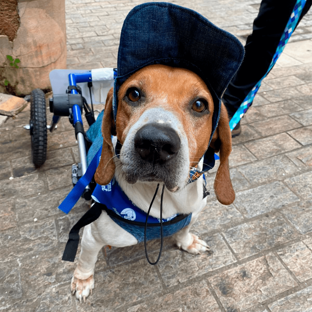 Feira de adoção reúne cães cadeirantes no Shopping Frei Caneca