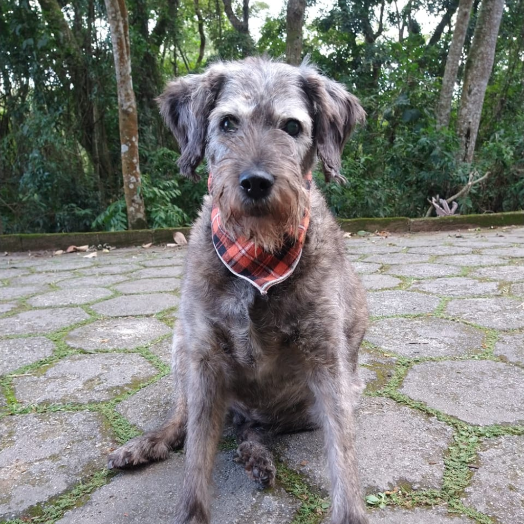Projeto – Cãodeirante (Divulgação) (2) Cachorro de pelo cinza aparece sentado em área aberta.