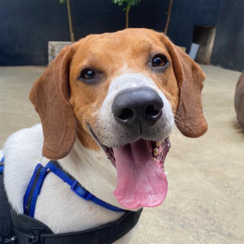 Foco em cachorro de pelos brancos com a face de pelos marrons e coleira azul.