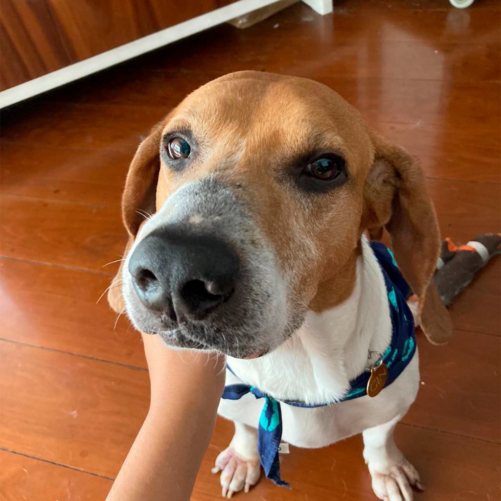 Foco em cachorro de pelos brancos com a face de pelos marrons e coleira azul.