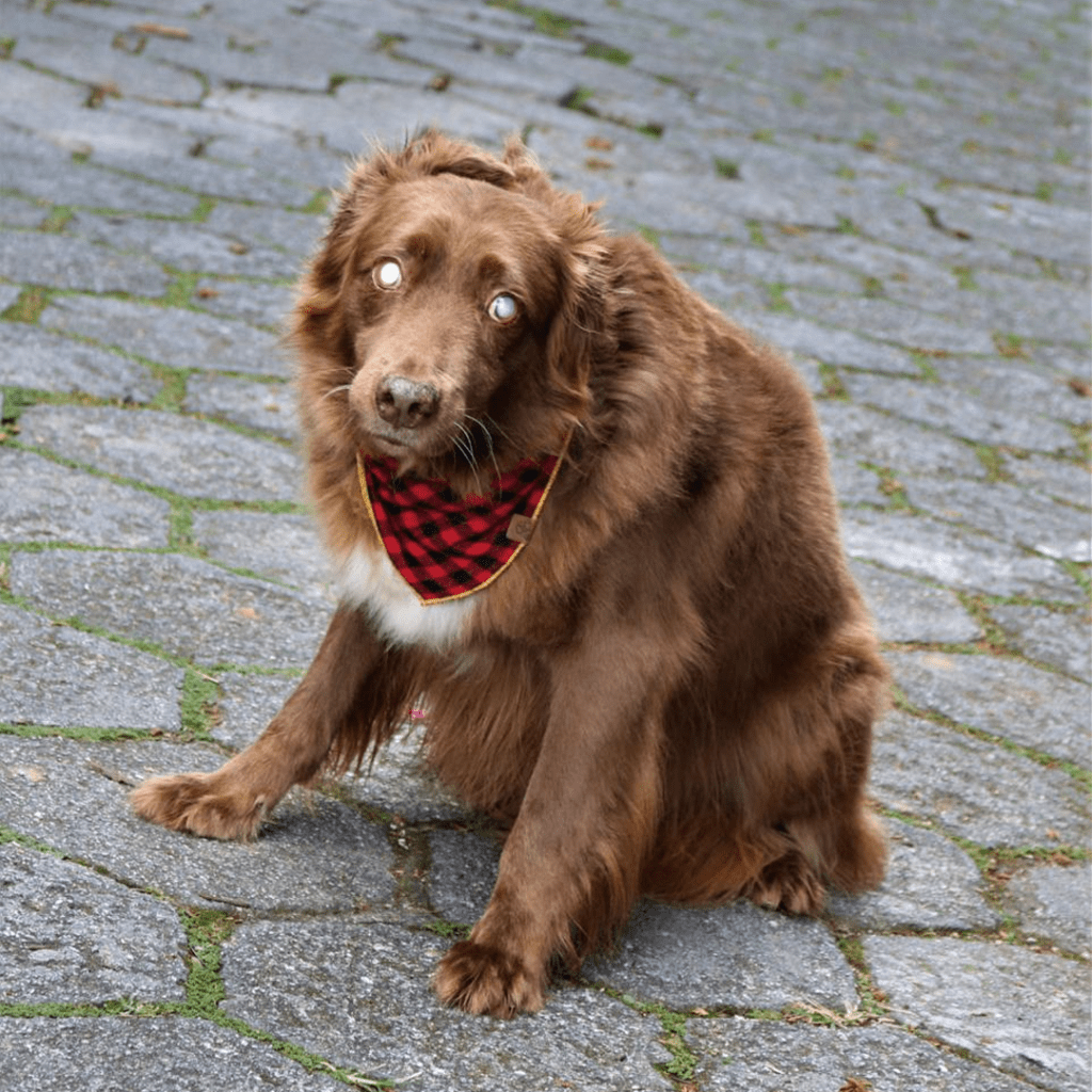 Projeto – Cãodeirante (Divulgação) (7) Cachorro de pelos marrons aparece sentado em asfalto.