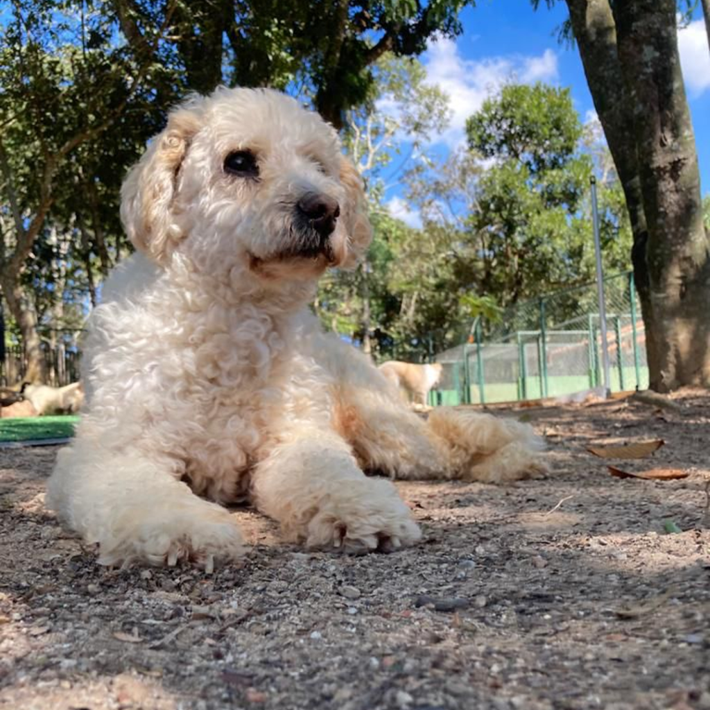 Projeto – Cãodeirante (Divulgação) (9) Cachorro de pelos brancos, tipo um poodle, aparece deitado no asfalto com árvores ao fundo.
