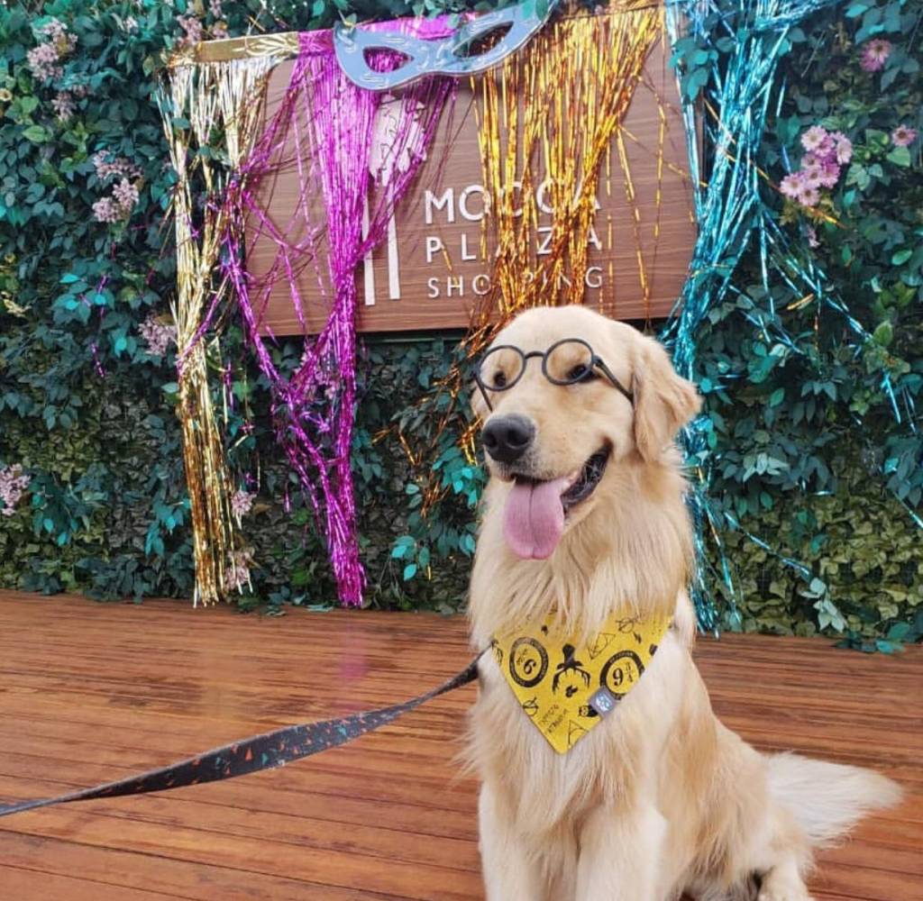 mooca Um cachorro com uma gravata amarela e óculos de aro preto