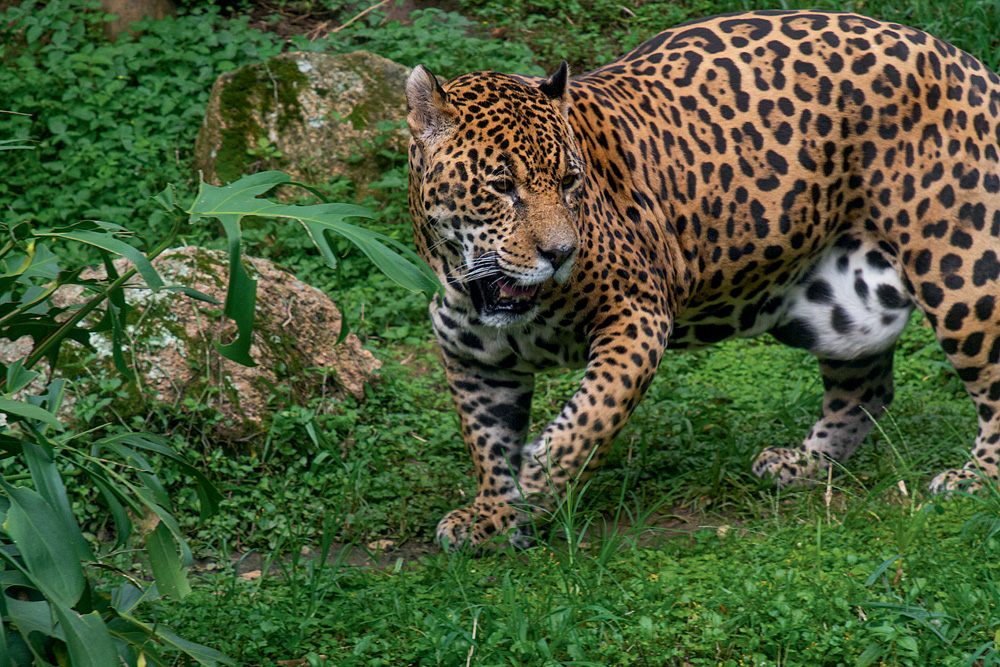 Mini exposição aborda as curiosidades da onça-pintada no Zoo de SP