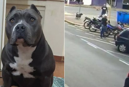 A cachorra Lalinha e o momento em que homem dispara contra ela