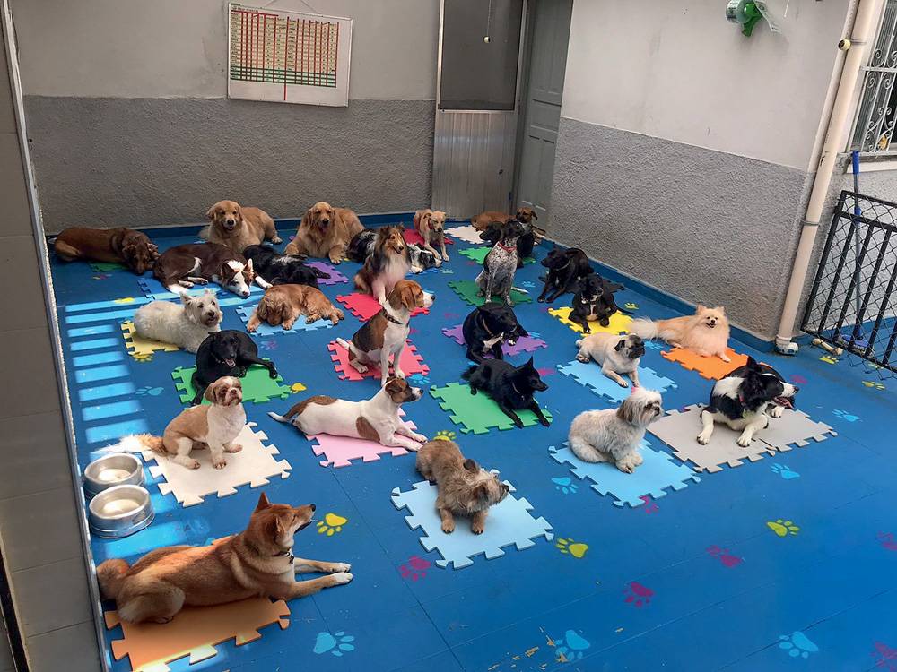 Retomada do trabalho presencial aumenta procura por creches caninas em SP