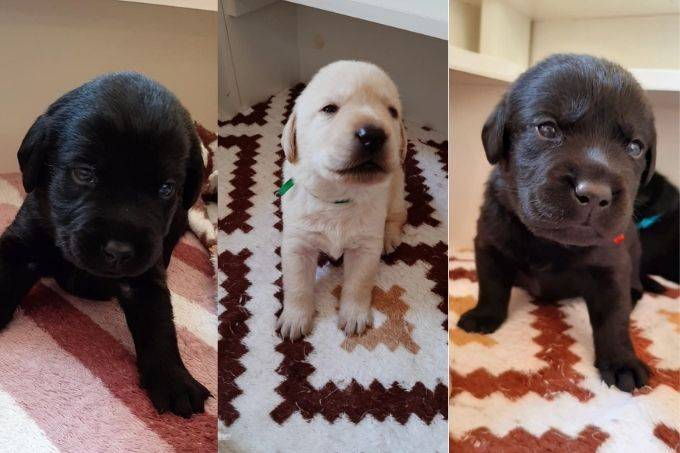 Marca doa grupo de cães-guia para pessoas com deficiência visual