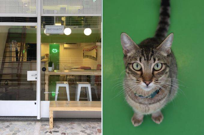 No Gatcha, ‘cat café’ do centro, clientes podem interagir com gatos