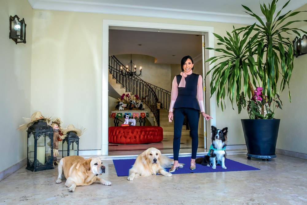Ofurô, massagens e mimos: por dentro do hotel de luxo canino do Morumbi
