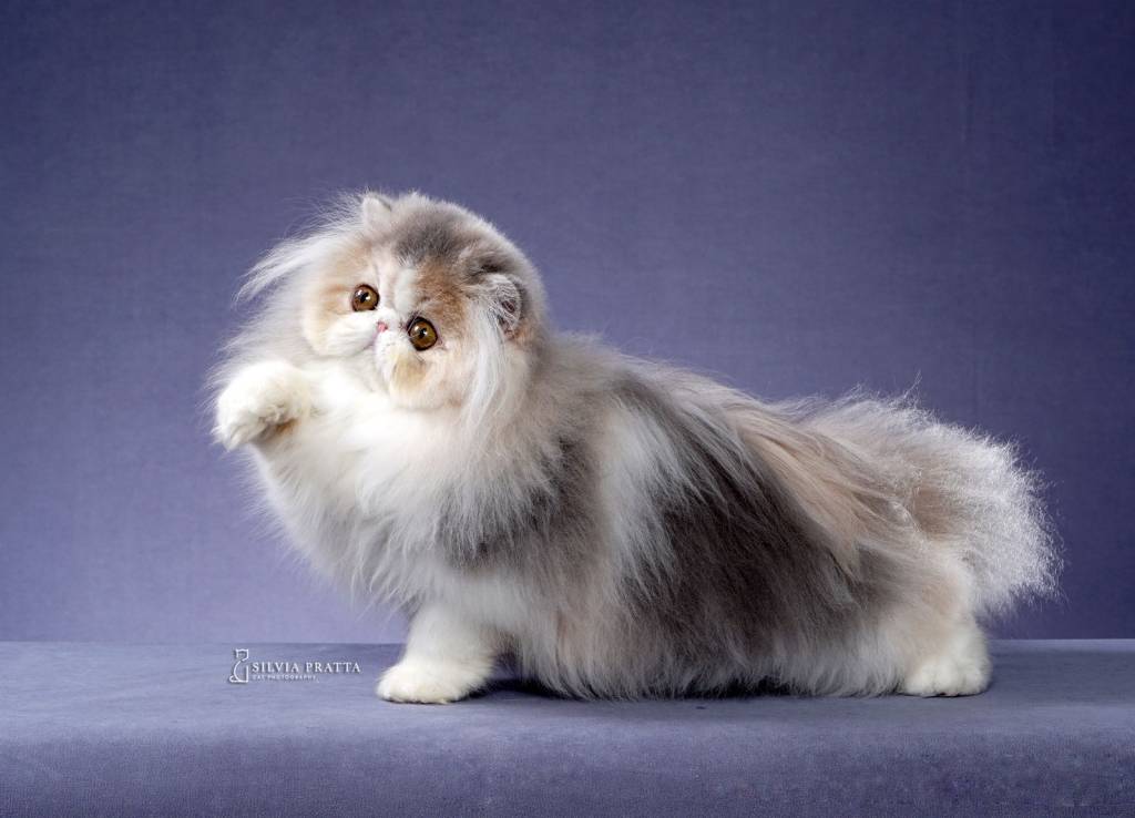 Megaevento de gatos reúne mais de 200 felinos de 20 raças diferentes