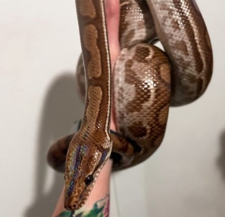 Jiboia que estava desaparecida em Perdizes é encontrada dentro de fogão