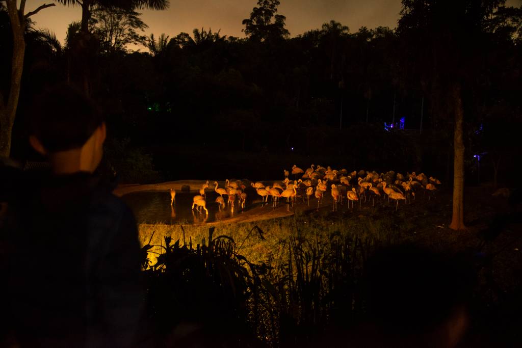 Zoológico de São Paulo promove experiência noturna ao público