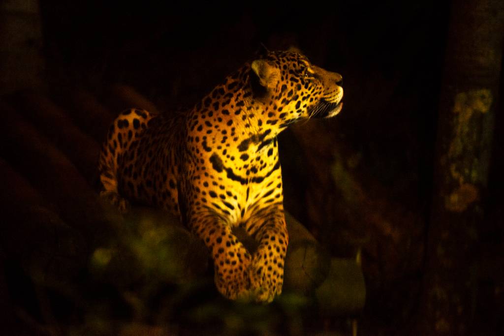 Zoológico torna permanente visitação noturna de animais