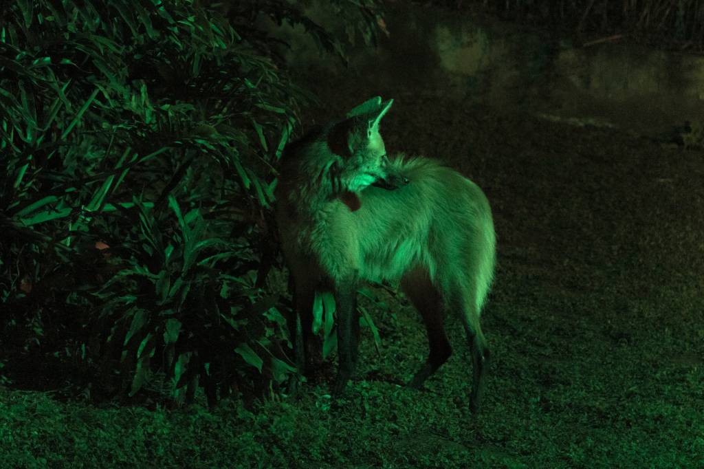 20220627 20220627 Noite Animal 40 foto Paulo Gil Lobo-guará no Zoológico de São Paulo