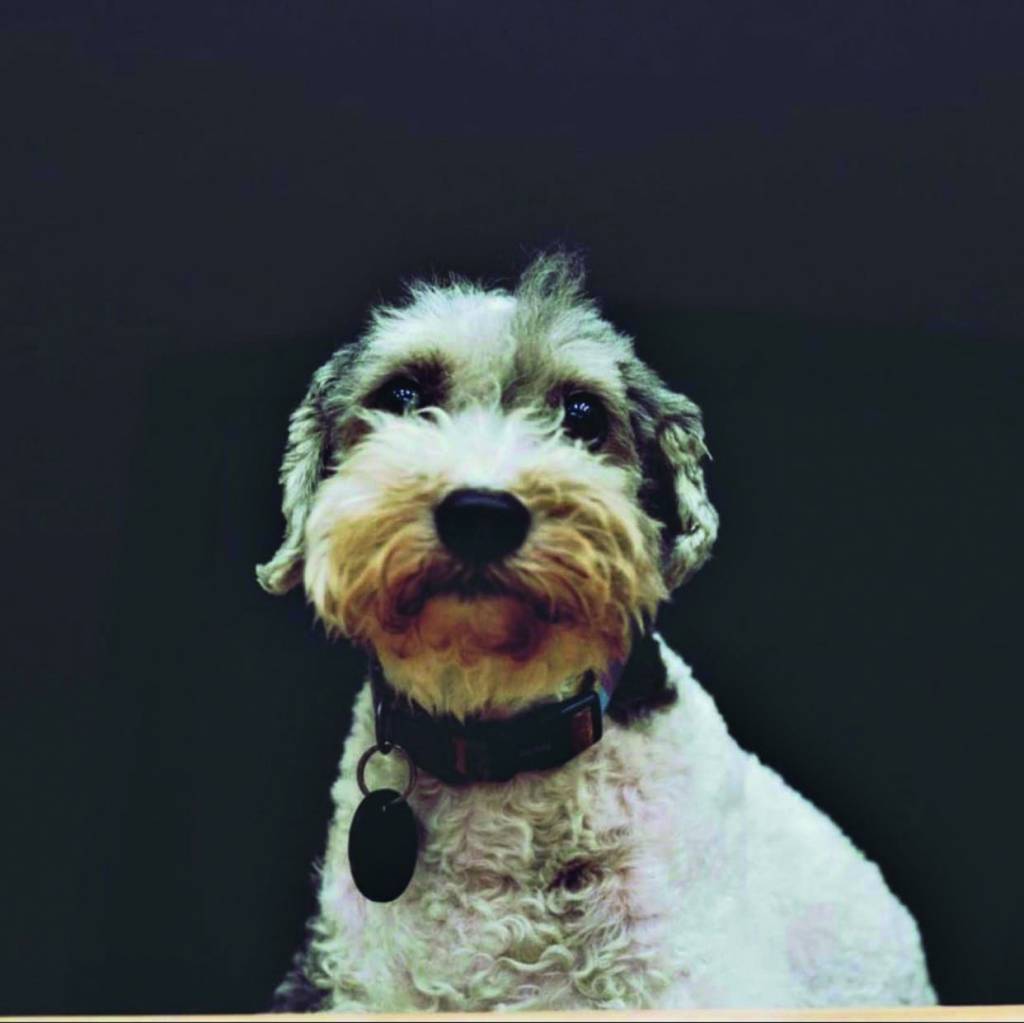 Dog – Pet de TODOS_Divulgação.jpg Cachorro idoso peludo, preto e branco