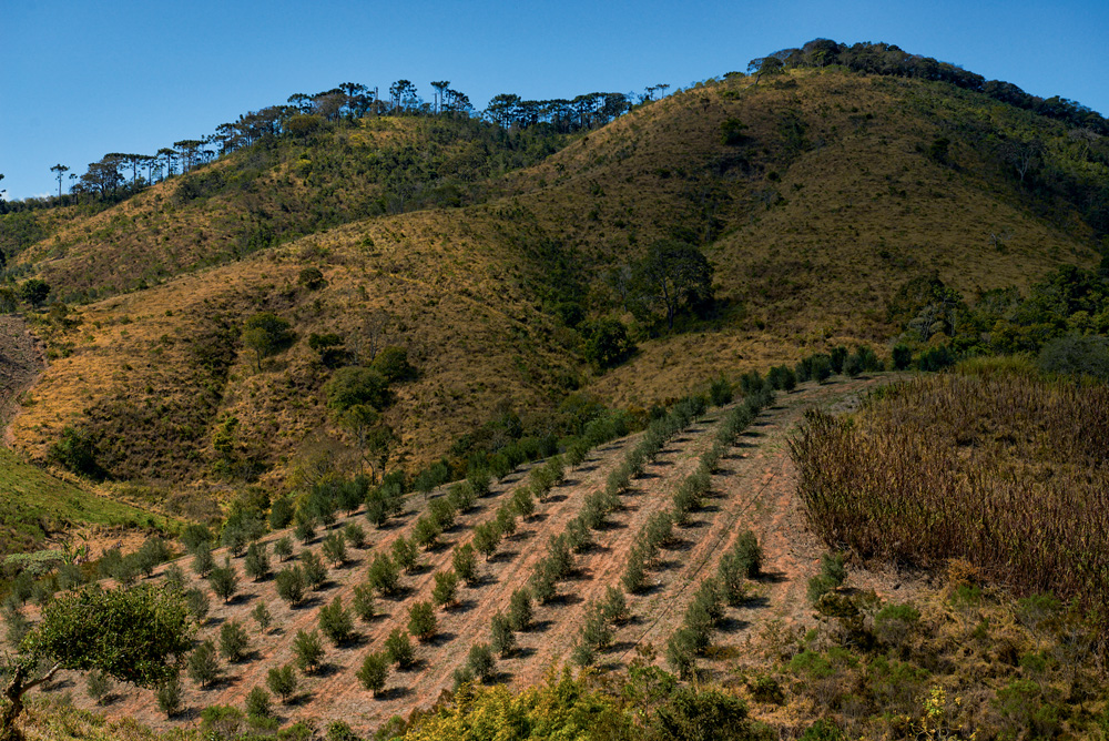 A recente produção de azeites em SP ganha até reconhecimento internacional