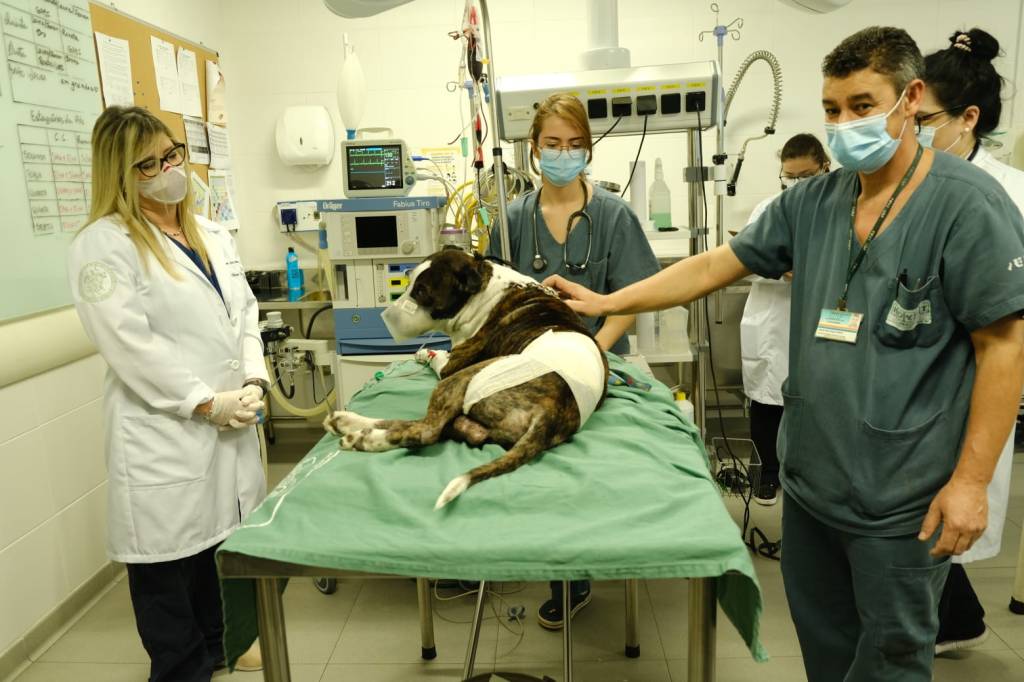 Hospital veterinário público é inaugurado no Butantã