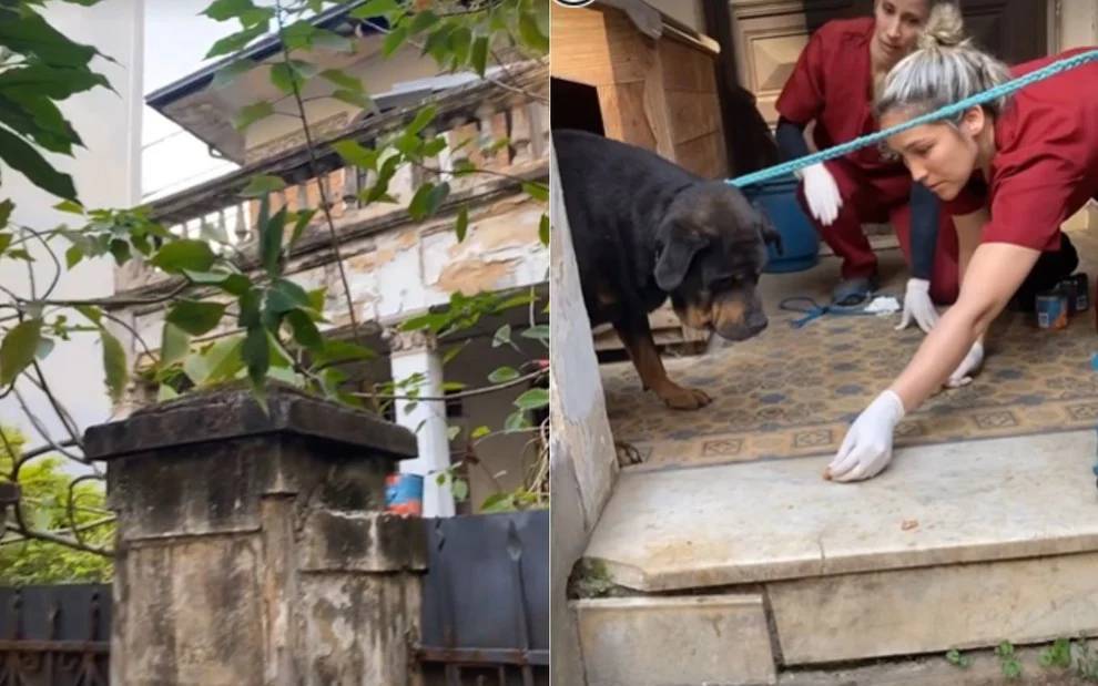 Instituto Luisa Mell resgata cachorros em mansão da “Mulher da Casa Abandonada”