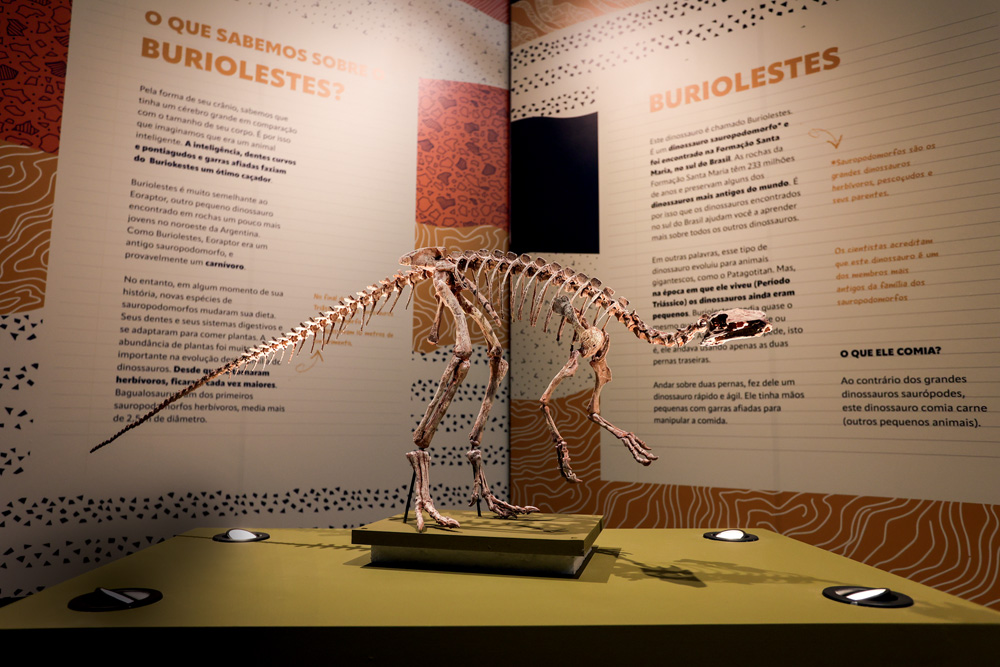 SEGUNDA Crédito_ Leo Martins_Veja SP.jpg Fóssil de dinossauro pequeno em cima de uma mesa e iluminado por lâmpadas laterais