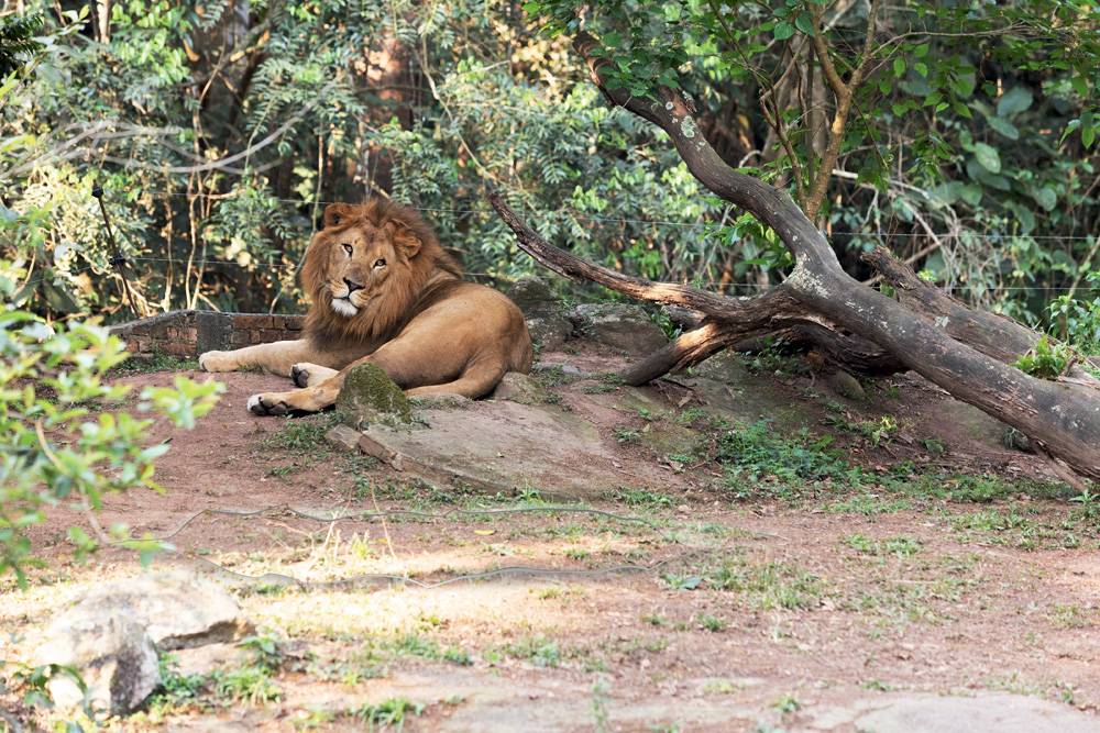 Zoológico de São Paulo permitirá retorno grátis em caso de chuva