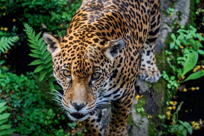 Complexo com Zoo, Safári e Jardim Botânico terá maior reforma em 40 anos