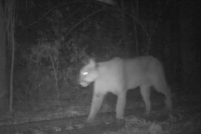 Câmera capta imagens de onça-parda em parque da Zona Oeste de SP; confira