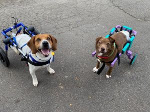Pets cadeirantes