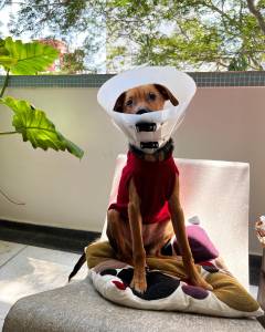 Cachorro sentado com cone no pescoço.