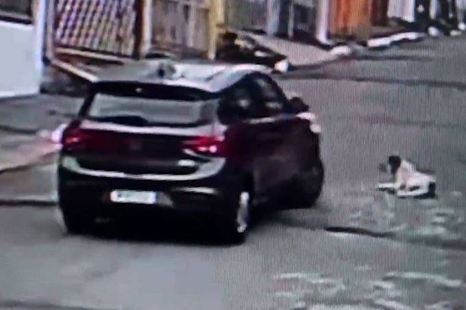 Polícia prende homem acusado de atropelar cão de propósito na Zona Leste