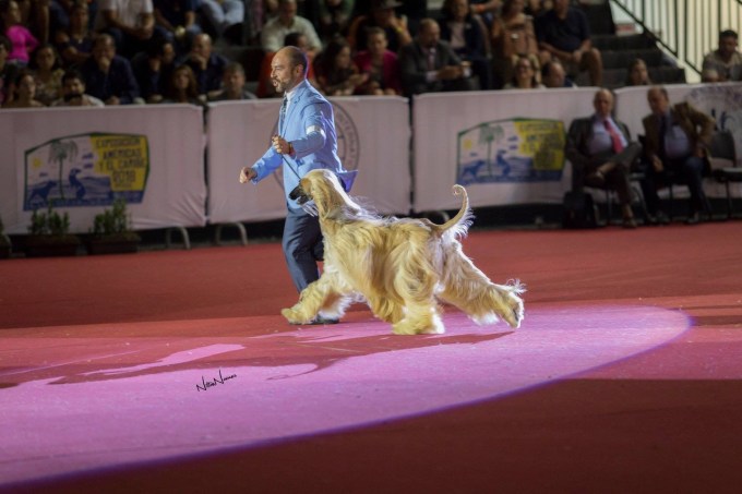 World Dog Show