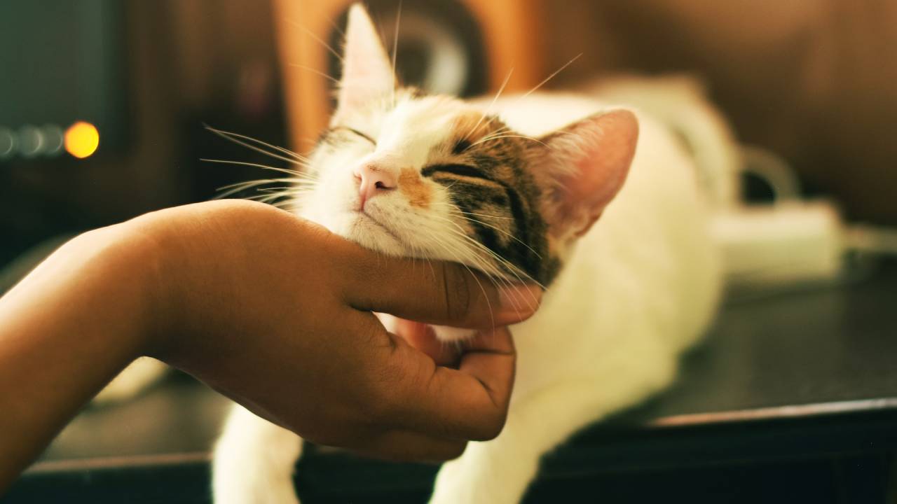 Foto de gato sendo acariciado no pescoço