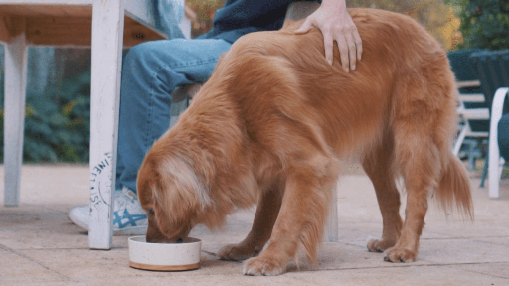 Alta gastronomia chega ao mercado pet