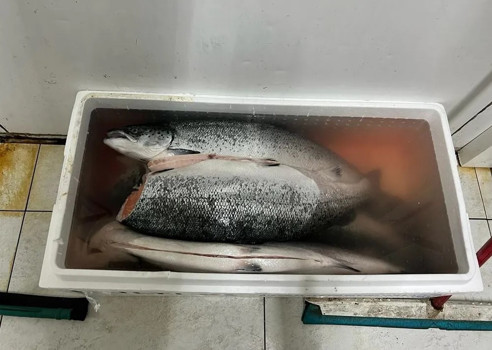Alimentos vencidos foram achados em restaurante japonês na Zona Leste de SP (Divulgação-Polícia Civil) Foto de peixe estragado em tanque.