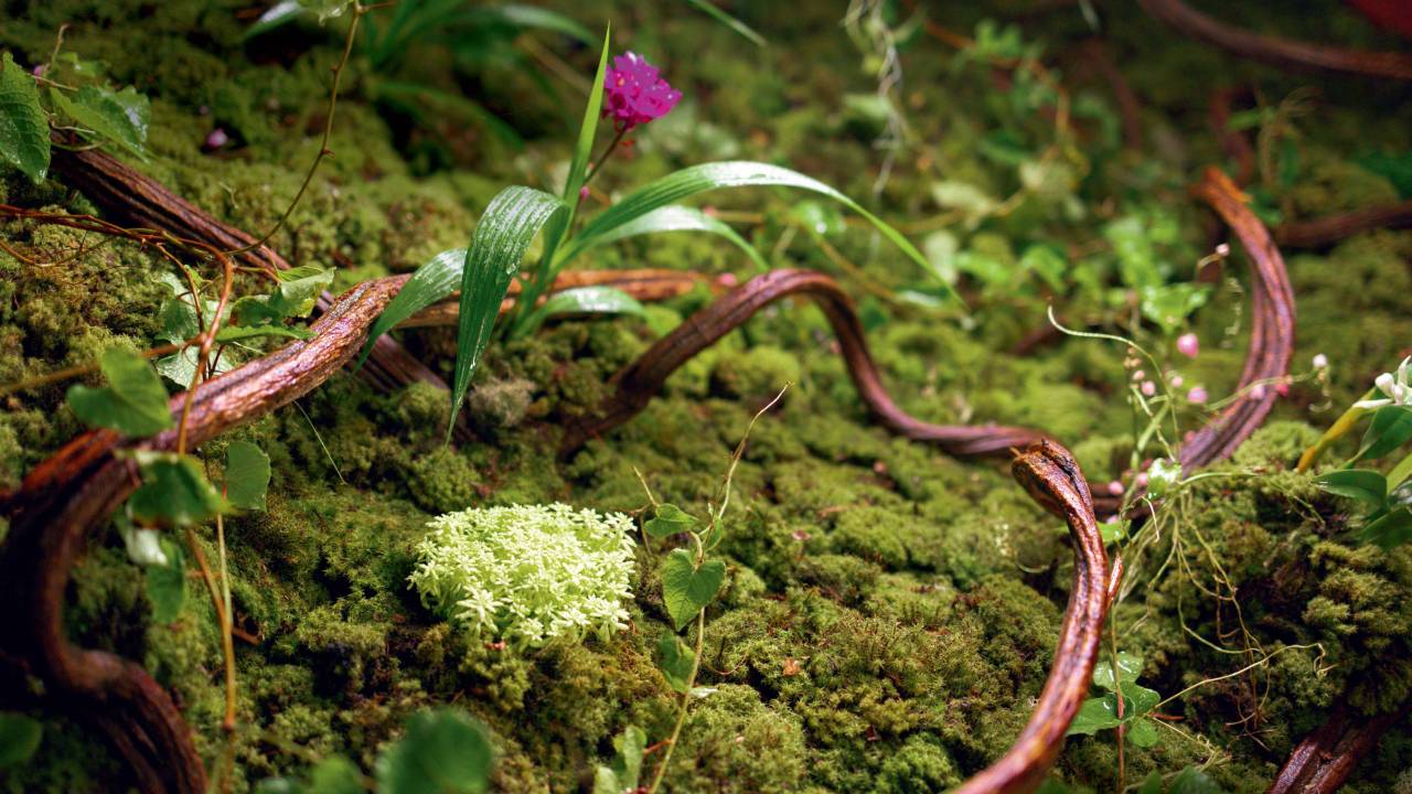 Imagem mostra jardim verde com flores rosas
