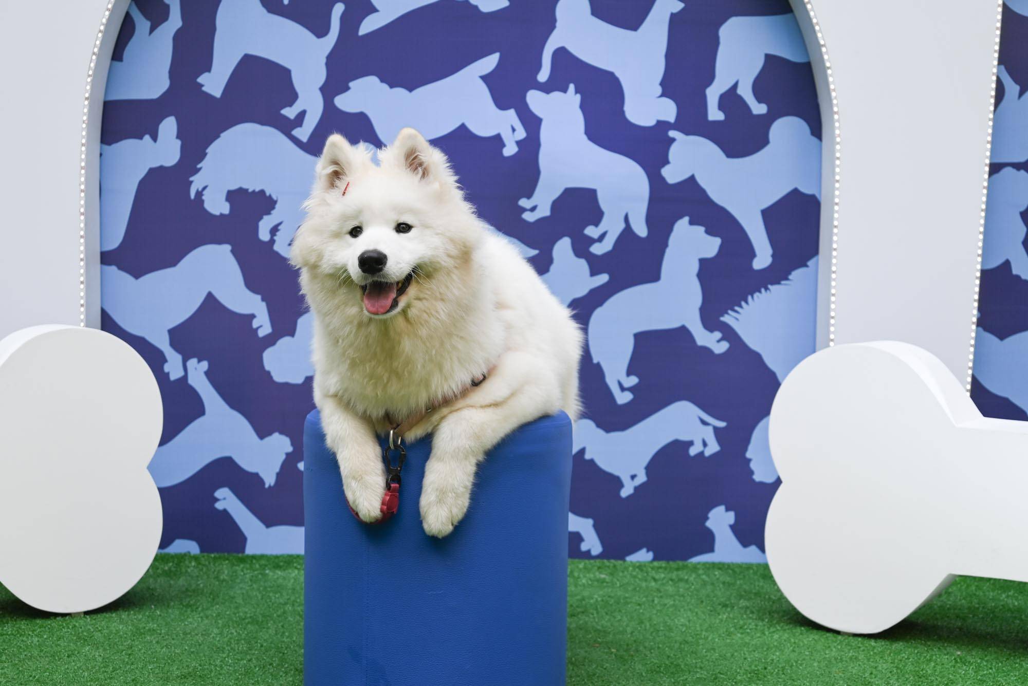 Evento tem desfile de fantasias, mapa astral e até terapia Reiki para pets