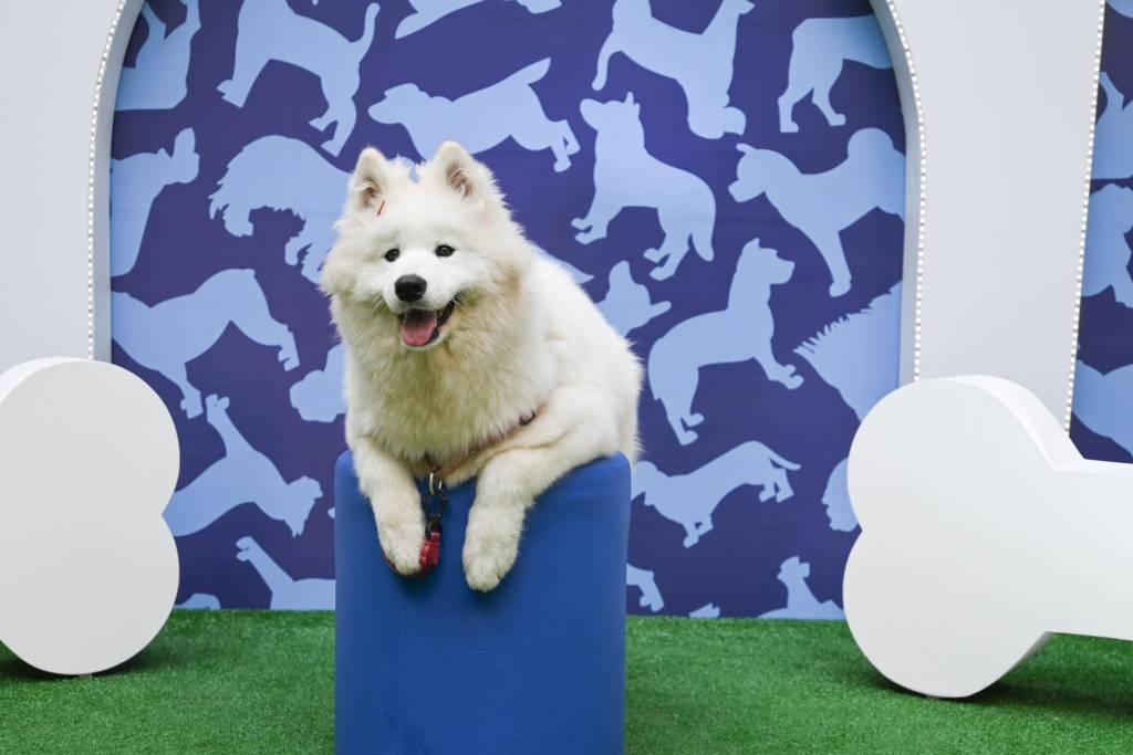 Evento tem desfile de fantasias, mapa astral e até terapia Reiki para pets