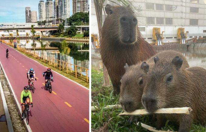 Ciclovia da Marginal Pinheiros já registrou 21 mortes de animais em 2023
