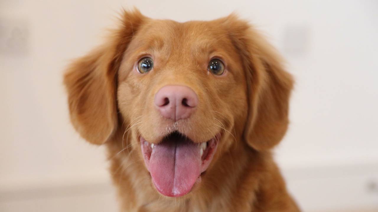cachorro de pelagem média marrom com a língua de fora