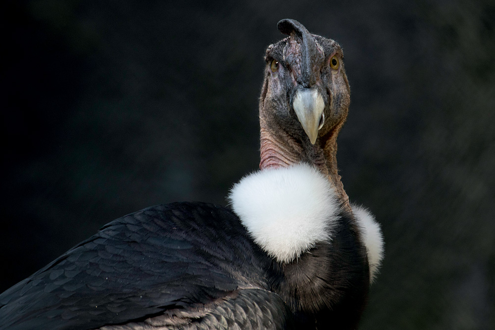20220226 condor 53 foto Paulo Gil.jpg Condor: um dos registros mais demorados que fotógrafo fez foi de ave, já que ela não ficava numa boa posição para o clique