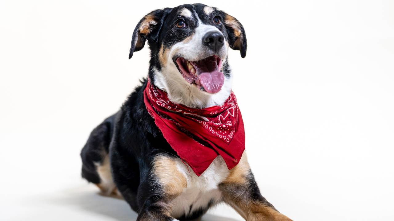 cão deitado no chão usando uma bandana no pescoço
