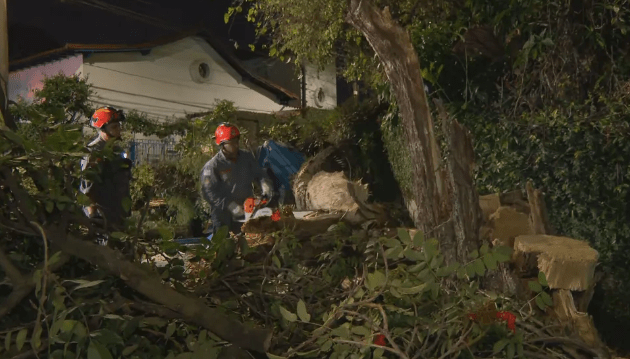 Árvore caída na região do Morumbi e trabalhadores atuando