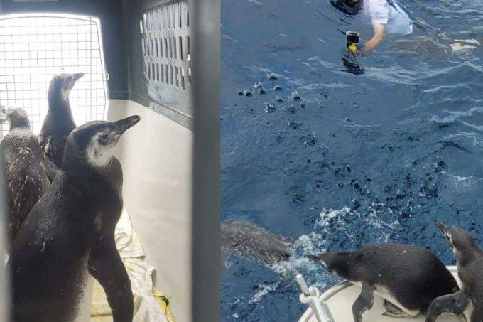 Grupo de pinguins resgatado no litoral norte é devolvido à natureza
