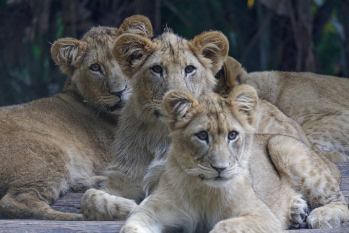 Filhotes de leão do Zoológico SP