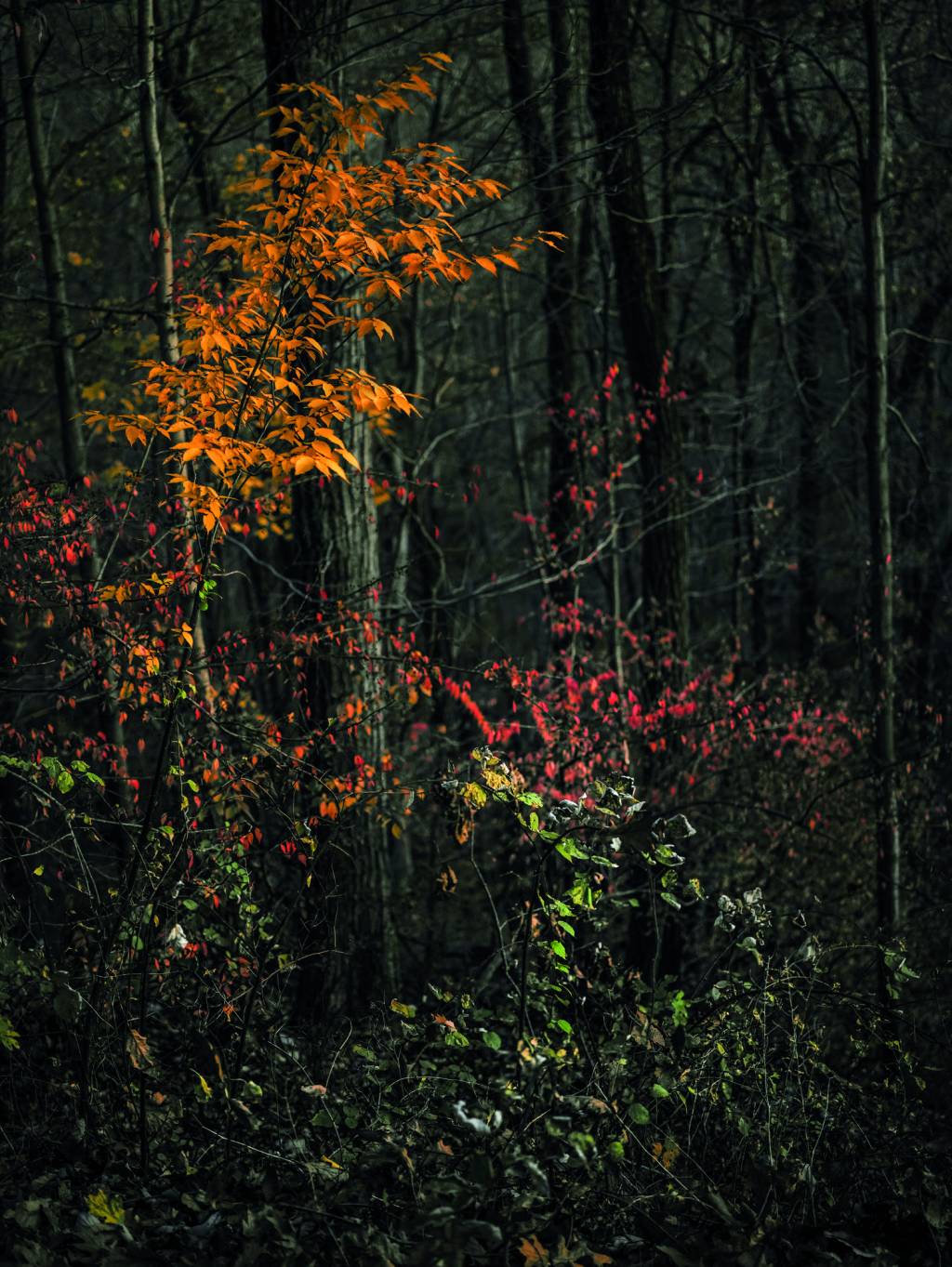 Galeria Mario Cohen abre exposição do artista argentino Edo Costantini