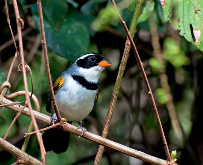 tico-tico-do-bico-amarelo inventário fauna tico-tico-do-bico-amarelo inventário fauna
