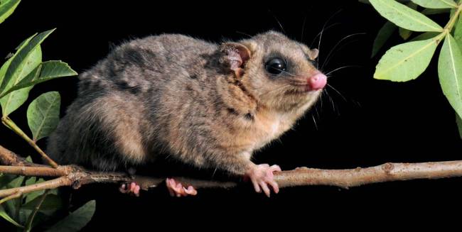 cuíca inventário de fauna cuíca inventário de fauna